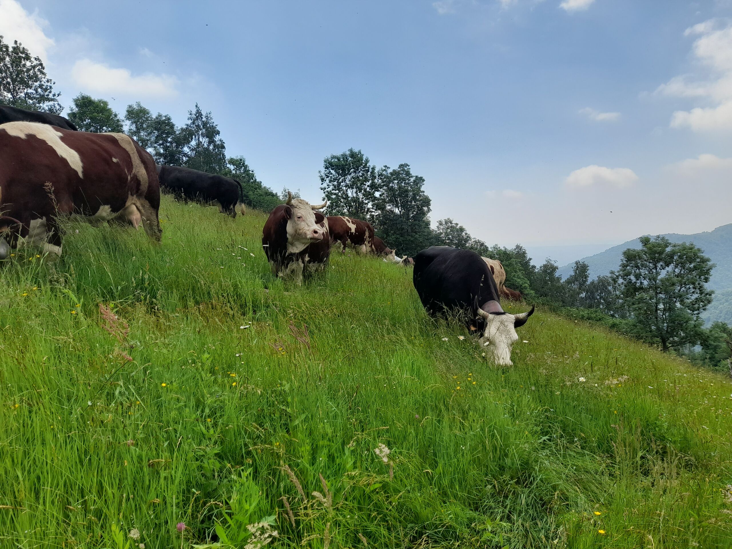 Spending a day in an alpine pasture