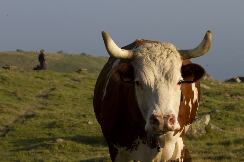 La razza simbolo del territorio biellese